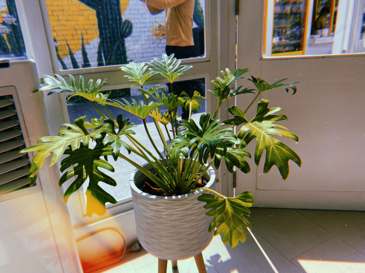 potted plant against house