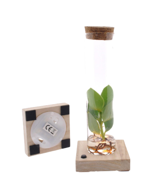Clusia Rosea Princess In Vaas met kurk en lamp