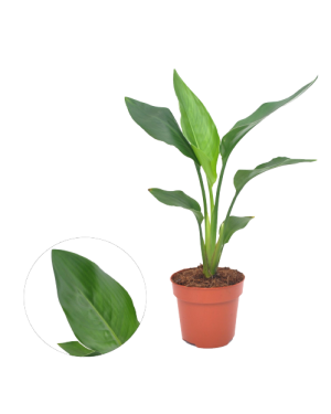 Strelitzia Reginea Paradijsvogelplant 40cm