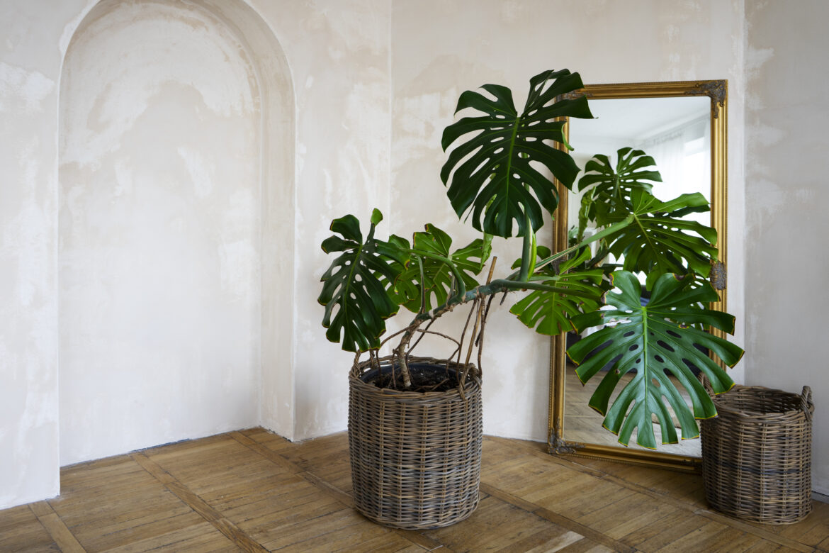 De 10 mooiste grote kamerplanten voor een groene oase in huis 2 Grote kamerplant in moderne woonkamer