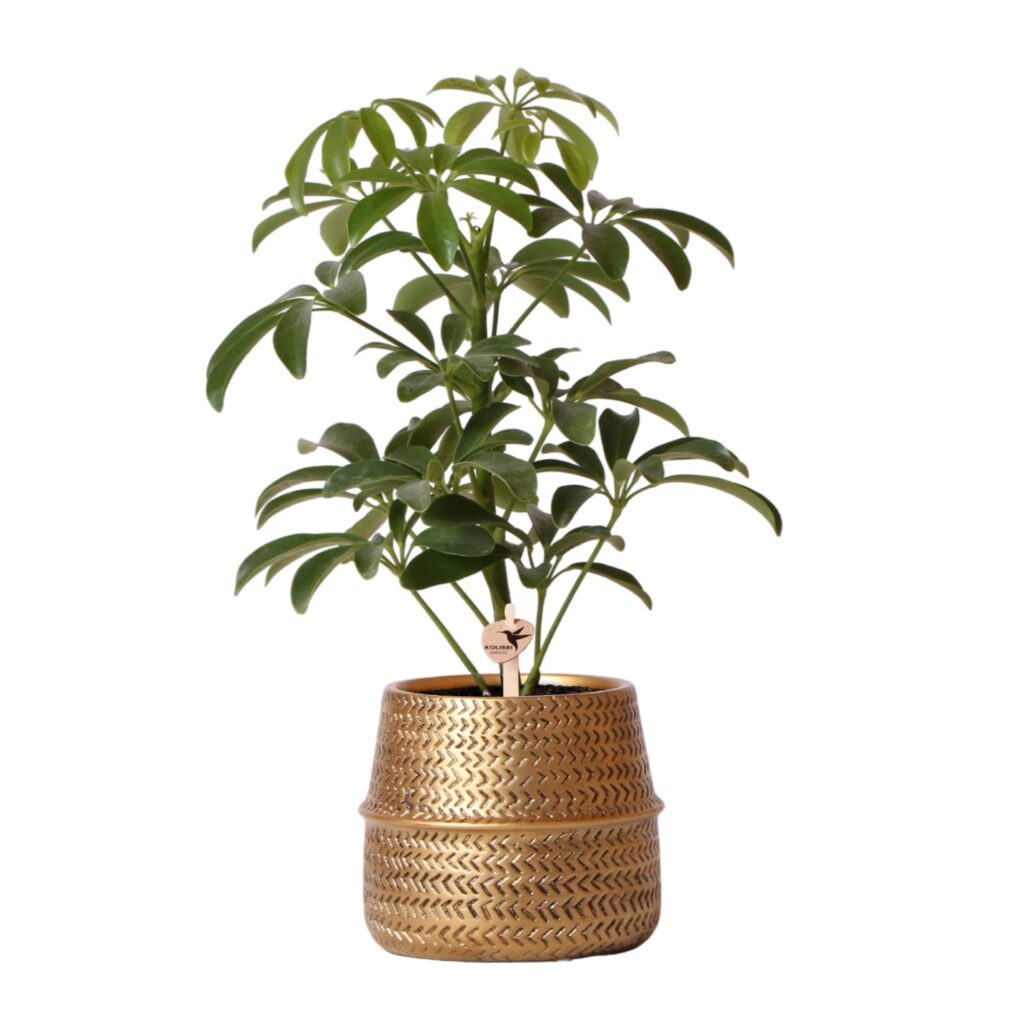 schefflera goud