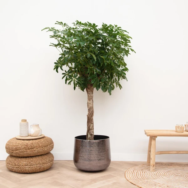 schefflera op stam