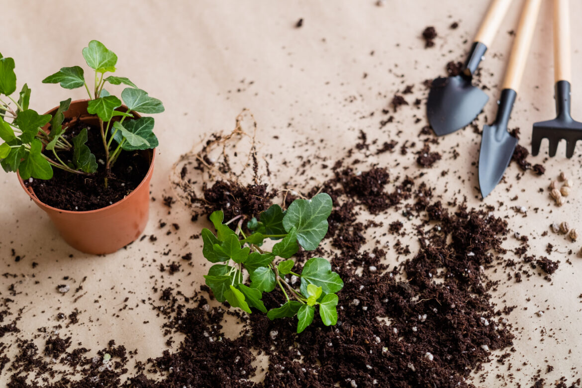 seedling germination process home gardening concept plant transplantation