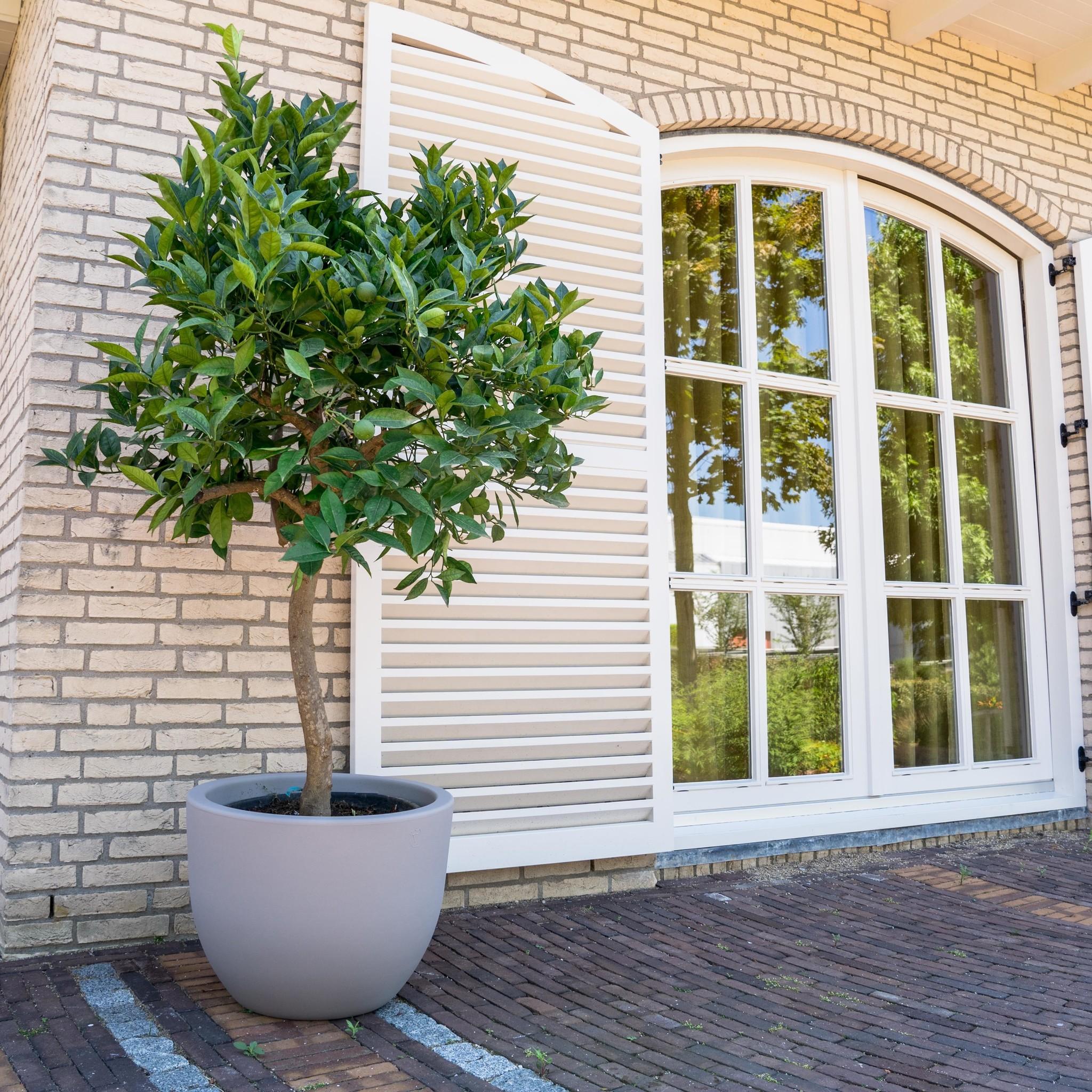 Sinaasappelboom 200cm