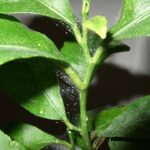 spint op blad van plant