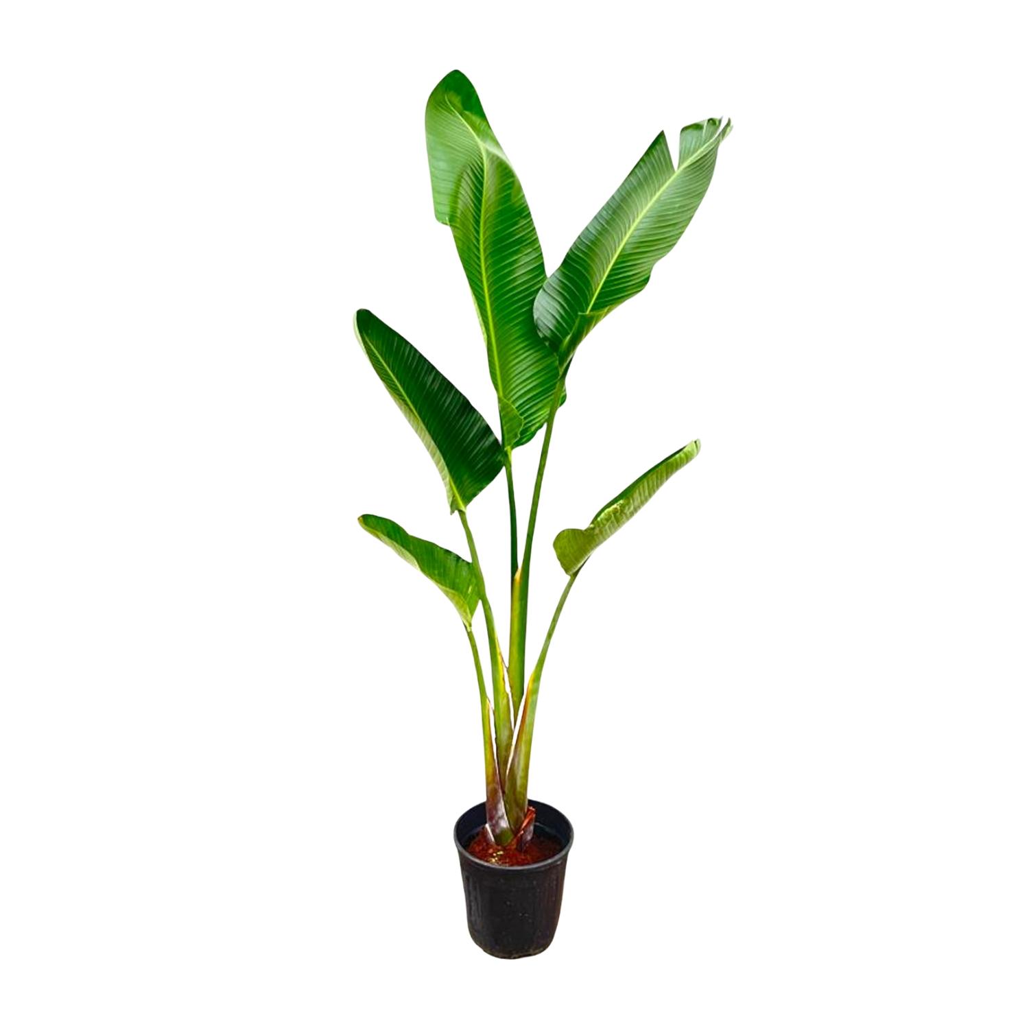 strelitzia augusta 210