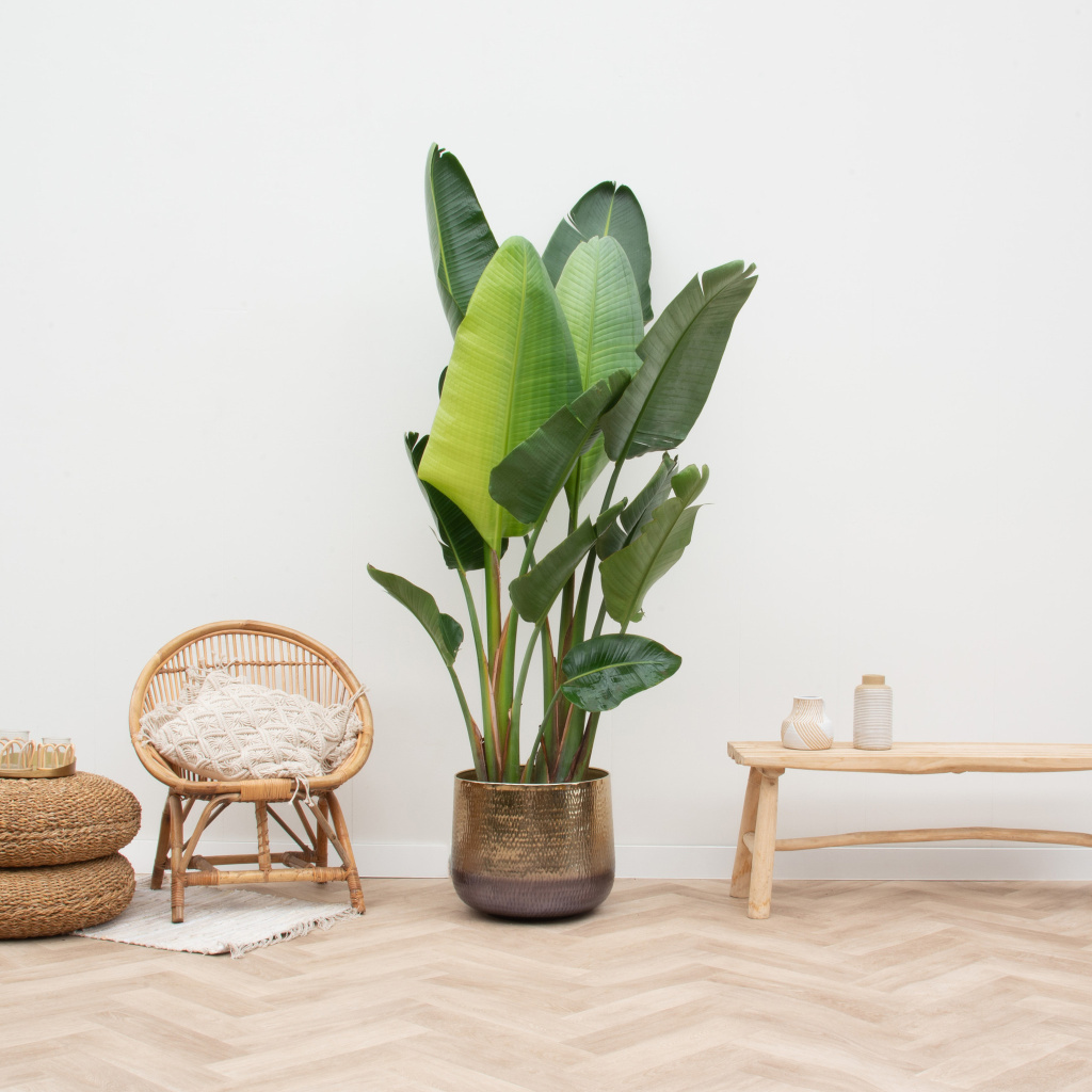 strelitzia augusta multi stam