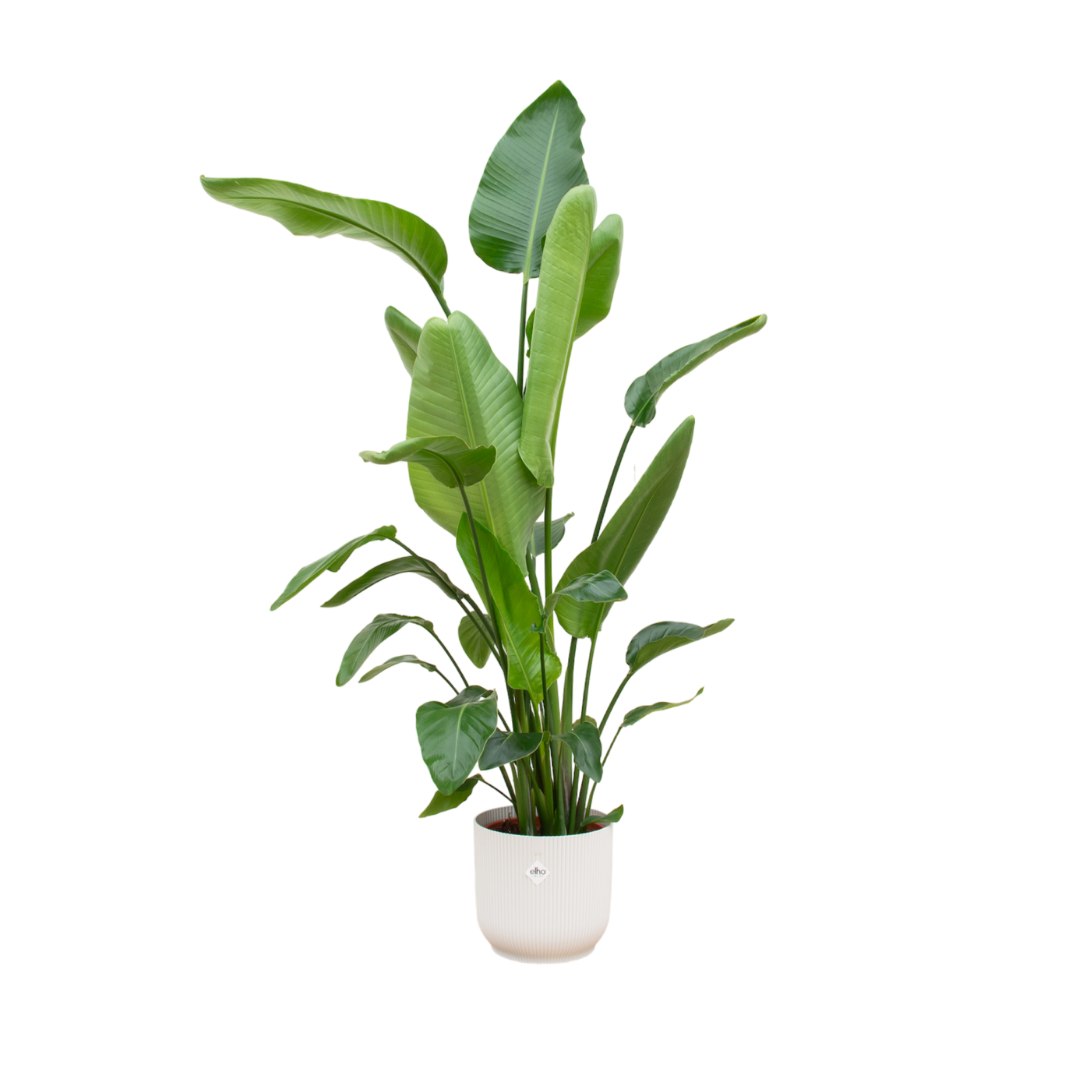 strelitzia nicolai met witte elho sierpot 180 cm