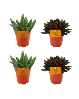 2x Aloe Paradisicum + 2x Peperomia Rosso