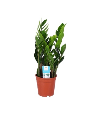 Zamioculcas Zamiifolia - Ø17cm - ↕60cm