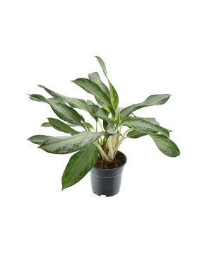 Aglaonema Golden Bay - Ø17cm - ↕60cm