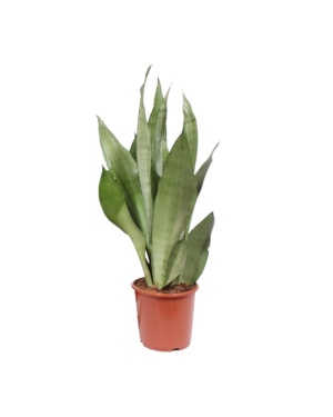 Sansevieria Moonshine - Ø17cm - ↕60cm