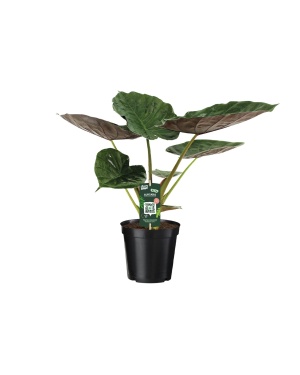 Alocasia Wentii - Olifantsoor - 70cm - Ø19