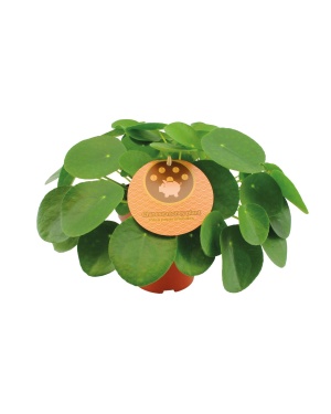 Pilea Peperomioides - Ø15cm - ↕30cm
