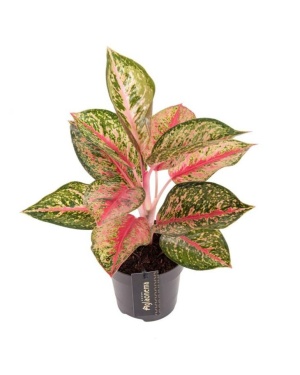 Aglaonema Paradise Red - Ø12cm - ↕40cm