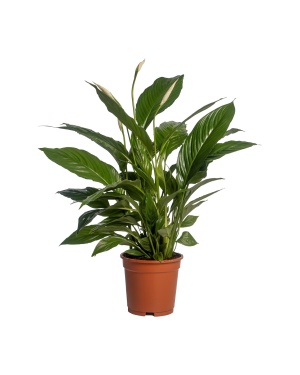 Spathiphyllum Vivaldi - Ø17cm - ↕70cm