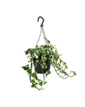 Scindapsus (Epipremnum) N’Joy - Ø15cm - ↕35cm