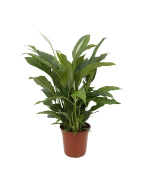 Spathiphyllum Torelli P17 - Ø17cm - ↕65cm