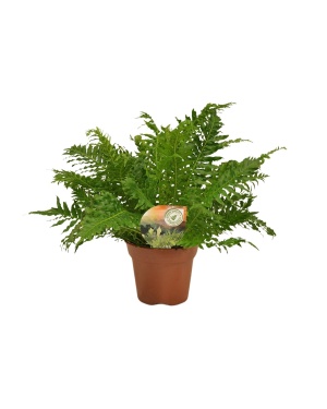 Blechnum Silver Lady - Ø17 ↕50