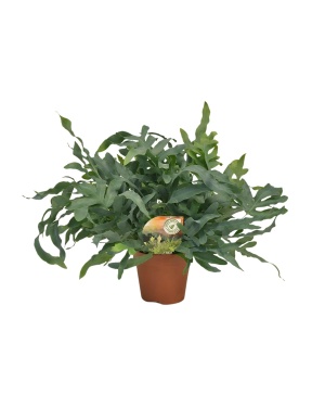 Phlebodium Blue Star - Ø17 ↕60