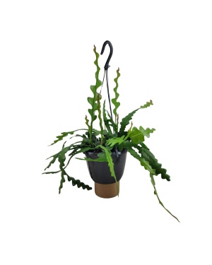 Epiphyllum Anguliger - Ø14cm - ↕35cm