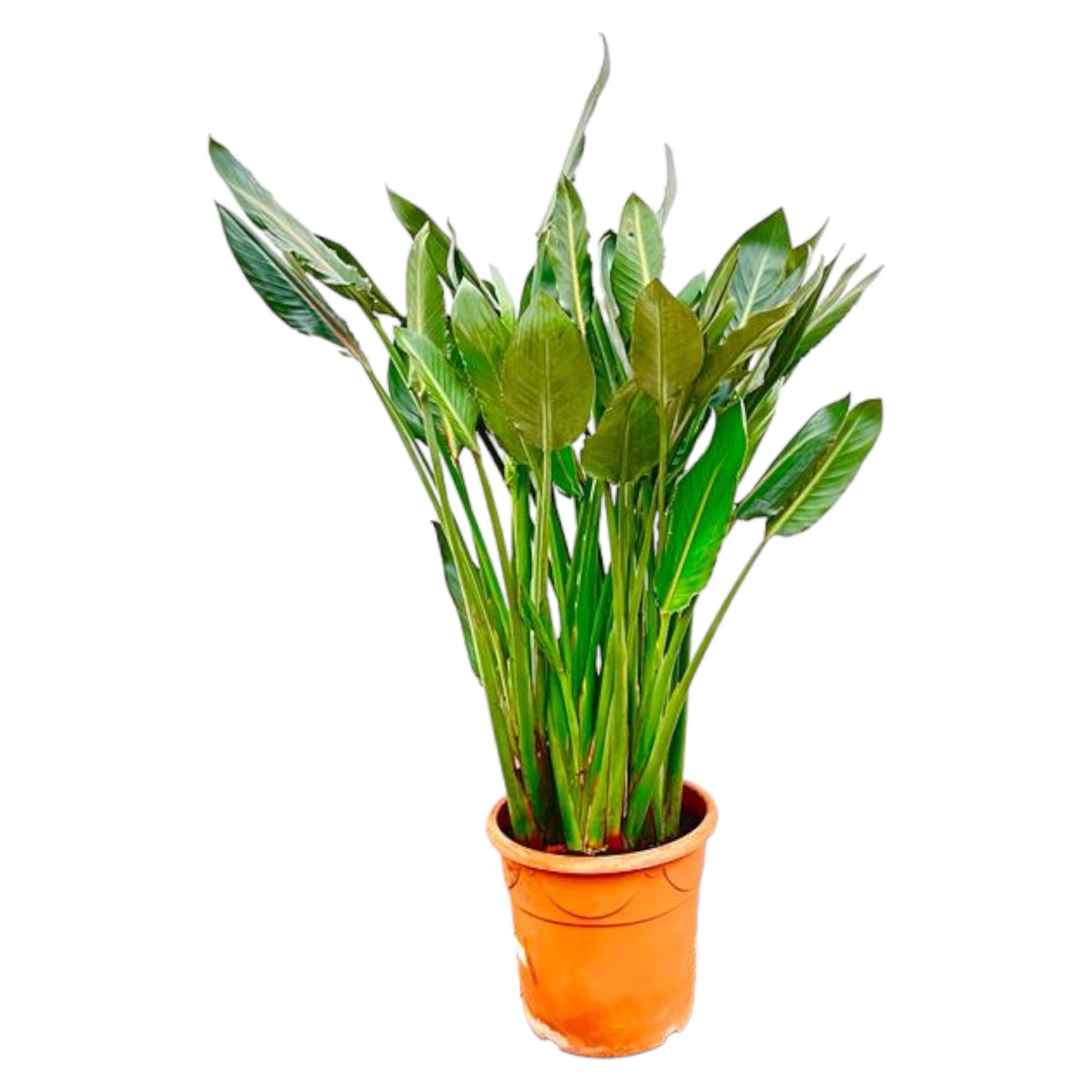 Strelitzia Reginae 160 cm