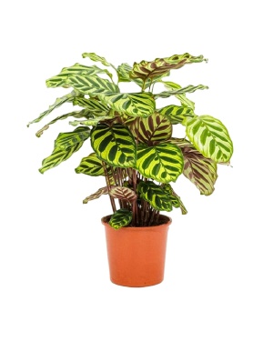Calathea Makoyana - Ø14cm - ↕45cm