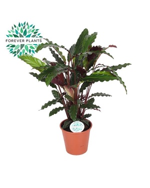 Calathea Rufibarba - Ø14cm - ↕45cm