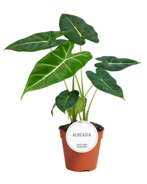 Alocasia Frydek - Ø12cm - ↕35cm