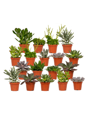 Succulenten Mix - 18 stuks - 10 cm - ø8,5