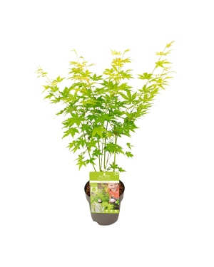 Acer palmatum Going Green - Ø15 - ↨30cm