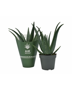 Aloe Medivera Equator - Ø14cm - ↕30cm