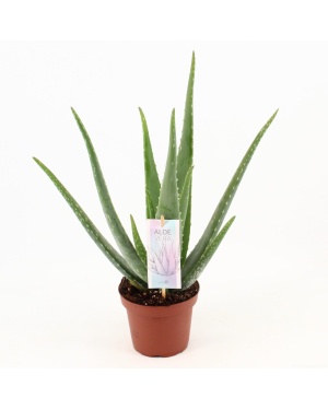 Aloe Vera - Ø14cm - ↕45cm