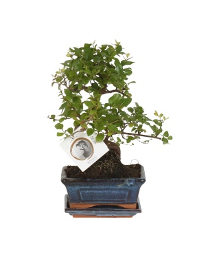 Bonsai S-vorm Ø15cm - ↕30cm