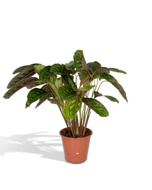 Calathea Flamestar - Pauwenplant - 75cm - Ø19