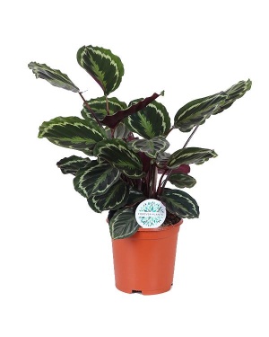 Calathea Medaillon Ø21cm - ↕70cm
