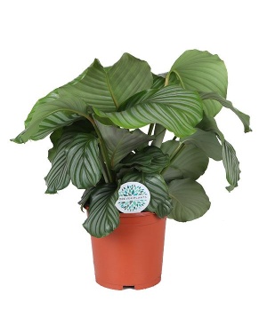 Calathea Orbifolia Ø21cm - ↕70cm