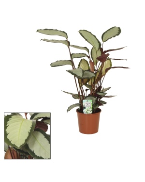 Calathea Picturata - Ø17 ↕65