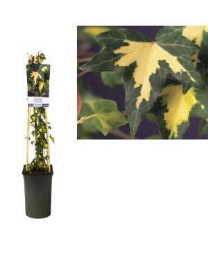 Hedera H. 'Goldheart' Ø17cm - ↕75cm