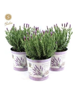 Lavandula St. 'Anouk' In Zinc Lavender - Ø21cm - ↕45cm