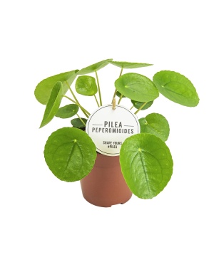 Pilea Peperomioides - Ø13cm - ↕20cm