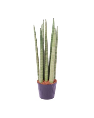 Sansevieria cylindrica 'Spaghetti' - 40 cm - ø10,5