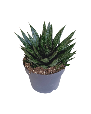 Gasteria 'd Due 17cm