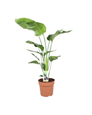 Strelitzia Nicolai - Ø21cm - ↕90cm