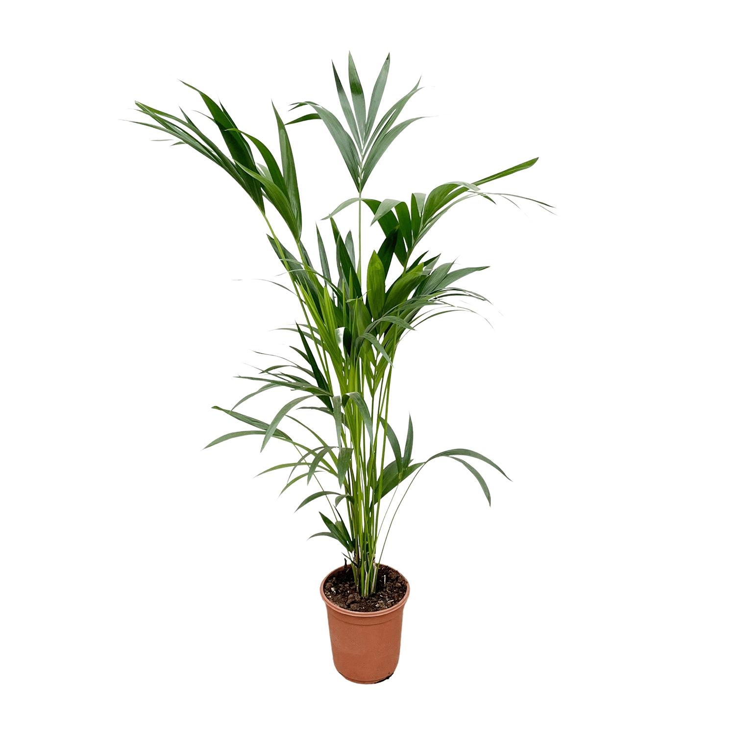 Kentia Palm - 160 cm