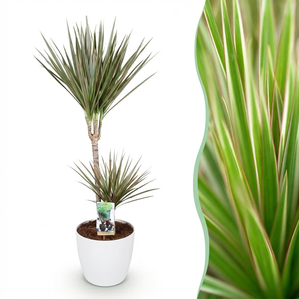 Dracaena Marginata Bicolor - Drakenbloedboom Met Pot Wit 95 Cm