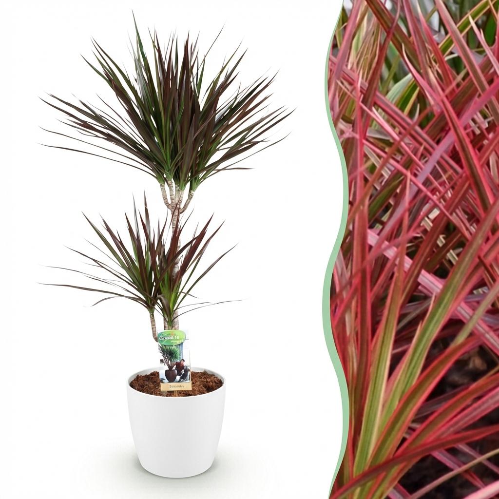 Dracaena Magenta - Drakenbloedboom Met Pot Wit 95 Cm