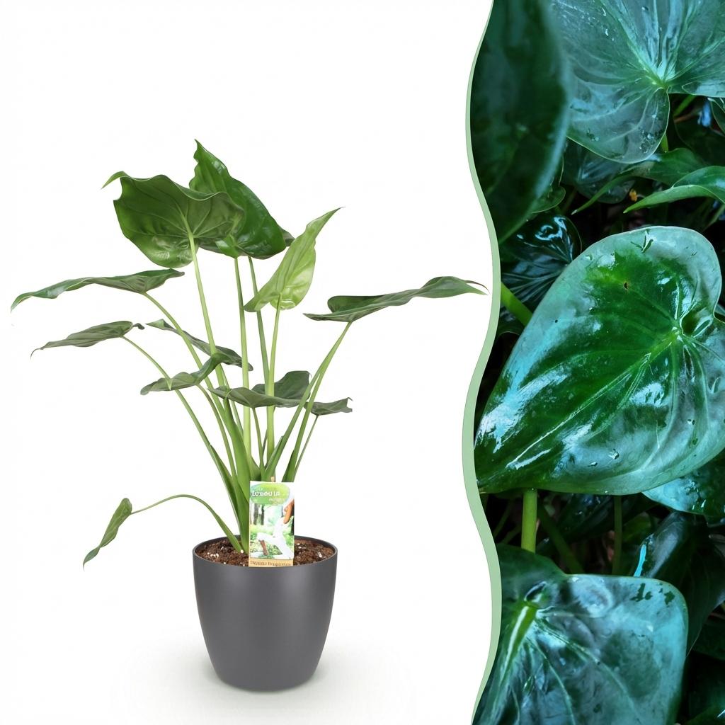 Alocasia Cucullata - Boeddha's Hand Met Pot Grijs 65 CM