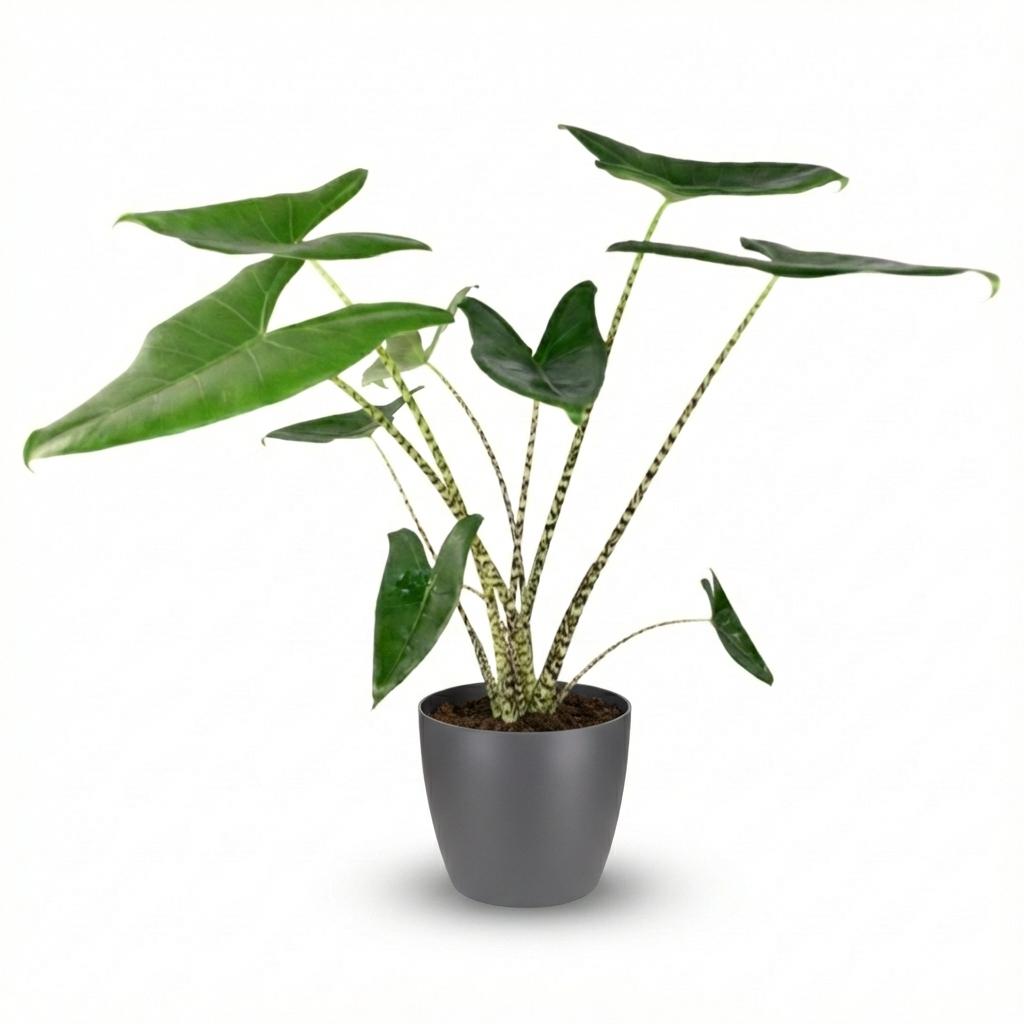 Olifantsoor - Alocasia Zebrina met pot Grijs - Pot 21 Cm - 70 CM