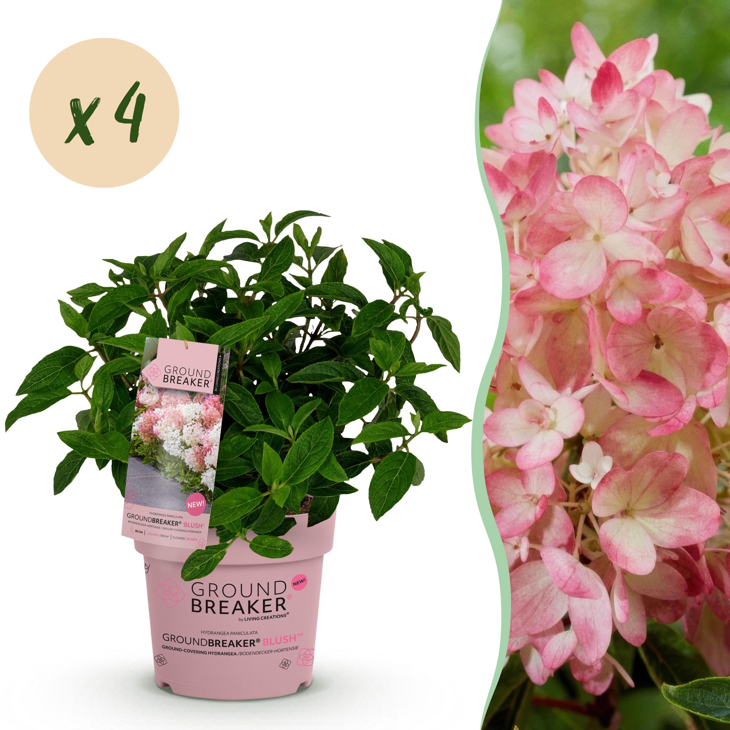 4x Hydrangea Panniculata Groundbreaker Blush - Pluimhortensia - Roze - 14Cm - 20-25Cm